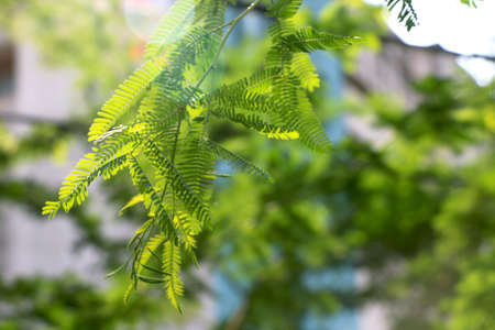 Sunlight falling on Green Fern Leaves In The Summerの写真素材