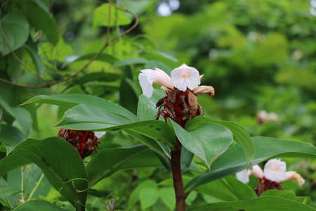 spiral ginger family in green leafy jungleの写真素材
