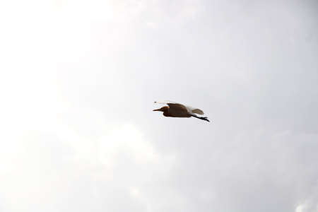 Crane is flying high in blue skyの写真素材