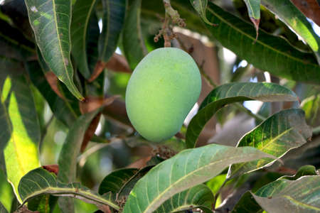 Raw mango on branch of treeの写真素材