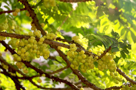 star gooseberry on tree in a sunny dayの写真素材