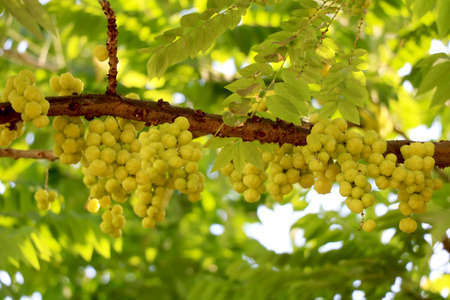 star gooseberry on tree in a sunny dayの写真素材