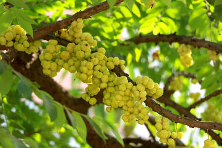 star gooseberry on tree in a sunny dayの写真素材