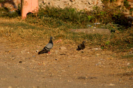 Domestic pigeon (Columbidae) on sitting on groundの写真素材