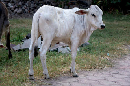Landscape view of young calf stand in groundの写真素材