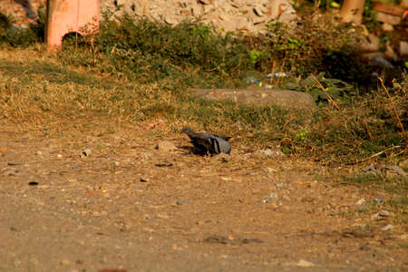 Domestic pigeon (Columbidae) on sitting on groundの写真素材