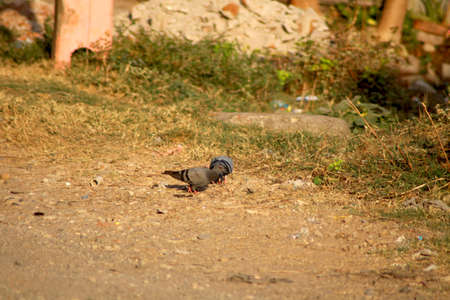 Domestic pigeon (Columbidae) on sitting on groundの写真素材
