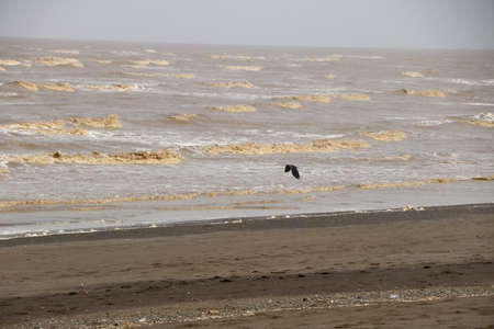 bird flying on water waves at Indian beachの写真素材