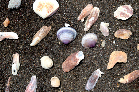 portrait view of shell on beachの写真素材