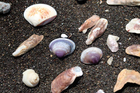 portrait view of shell on beach