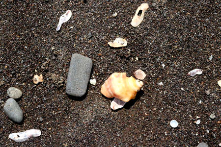portrait view of shell on beachの写真素材
