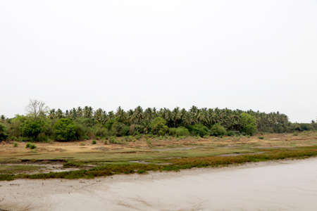 Landscape view of coconut trees near riverbankの写真素材