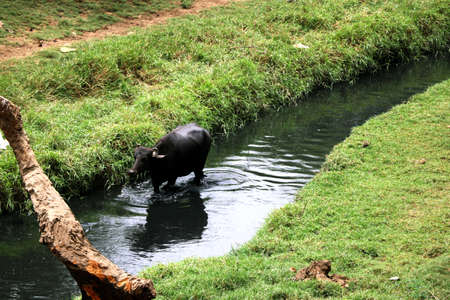 buffalo walking in dirty waterの写真素材