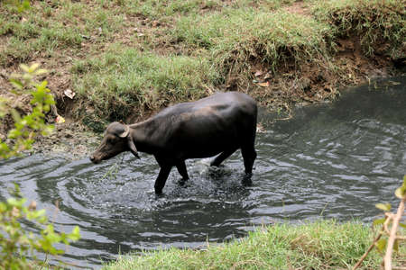 buffalo walking in dirty waterの写真素材