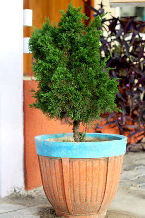 Young green plant in traditional flower pot in Indiaの写真素材