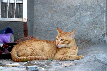 golden cat sitting and lookingの写真素材