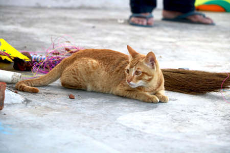 golden cat sitting and lookingの写真素材
