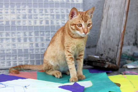 golden cat is sitting on kitsの写真素材