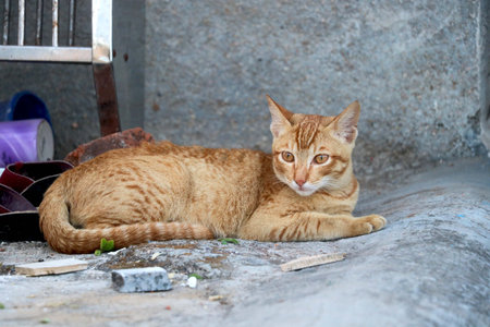 golden cat sitting and lookingの写真素材