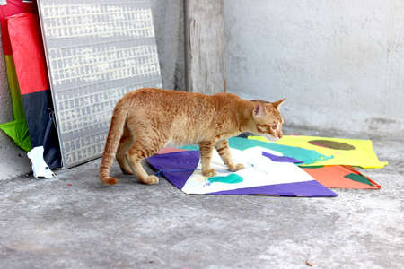 golden cat is sitting on kitsの写真素材