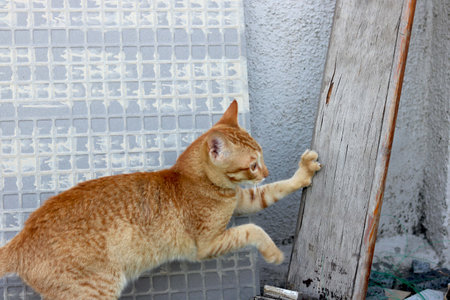 golden cat is cat scratching wooden plyの写真素材