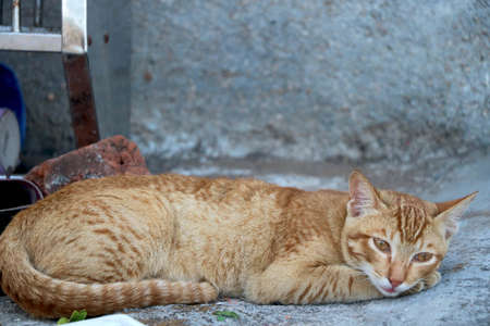 golden cat sitting and lookingの写真素材