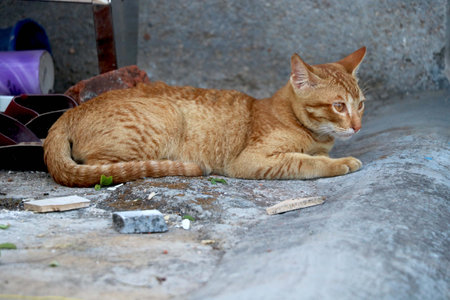 golden cat sitting and lookingの写真素材