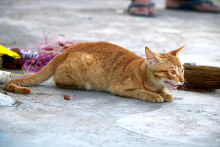 golden cat sitting and lookingの写真素材