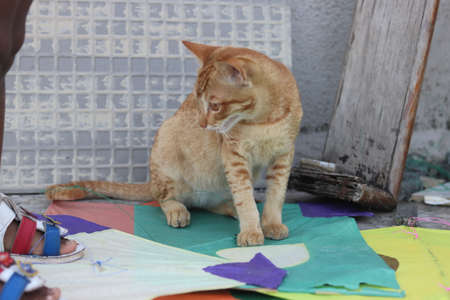 golden cat is sitting on kitsの写真素材