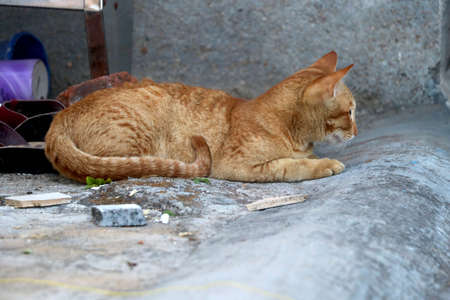 golden cat sitting and lookingの写真素材