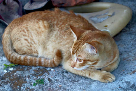 golden cat sitting and lookingの写真素材