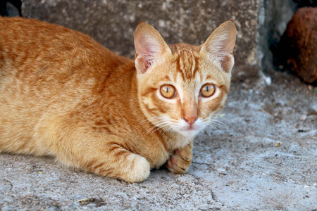 golden cat sitting and lookingの写真素材