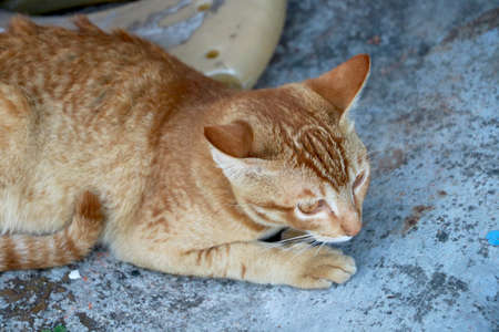 golden cat sitting and lookingの写真素材