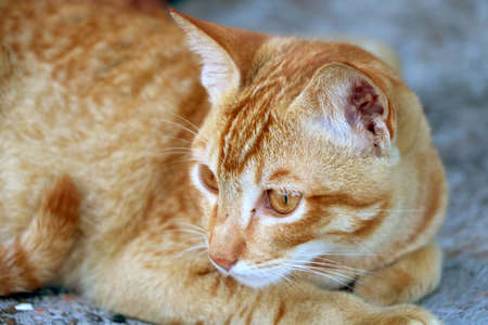 golden cat sitting and lookingの写真素材