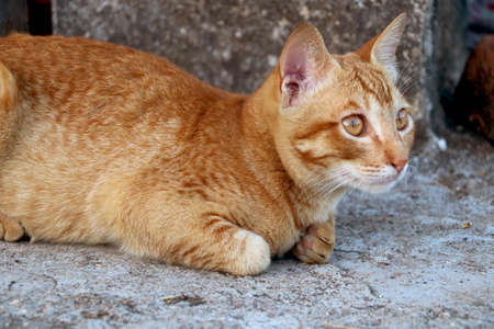 golden cat sitting and lookingの写真素材