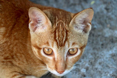 portrait view of golden cat faceの写真素材