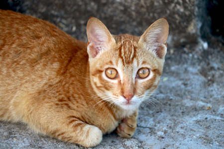 golden cat sitting and lookingの写真素材