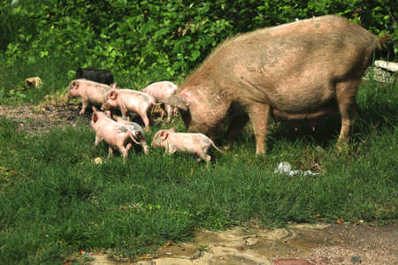 Asian domestic pig is feeding her young piglets