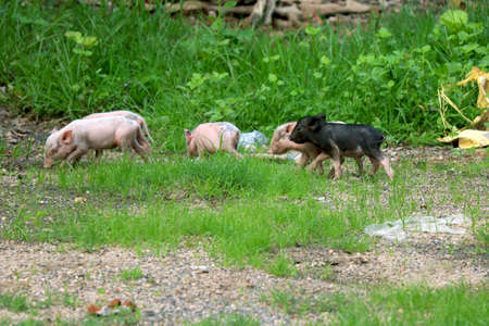 wild piglet searching for food in Indiaの写真素材