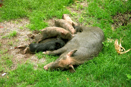 Asian domestic pig is feeding her young pigletsの写真素材