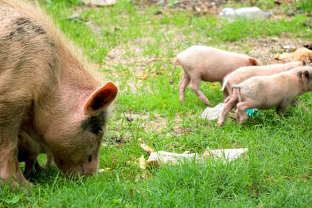 Asian domestic pig is feeding her young pigletsの写真素材