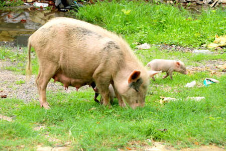 Asian domestic pig is feeding her young pigletsの写真素材