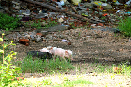 wild piglet searching for food in Indiaの写真素材