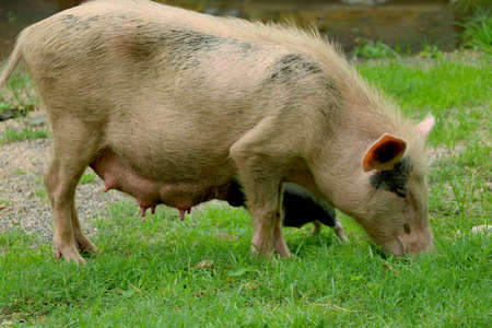 Asian domestic pig is feeding her young pigletsの写真素材