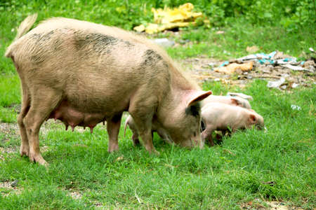 Asian domestic pig is feeding her young pigletsの写真素材