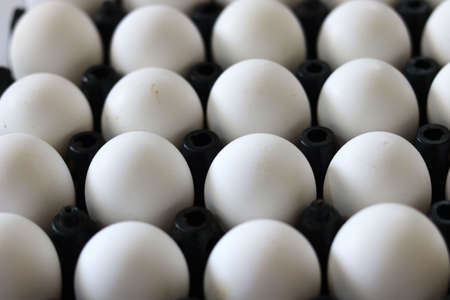 farm fresh white eggs in a tray isolated on white backgroundの写真素材