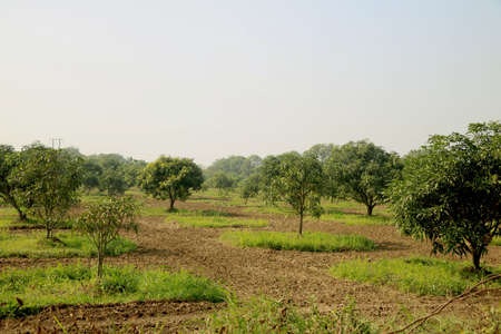 young mango tree and new mango tree plantation farmの写真素材