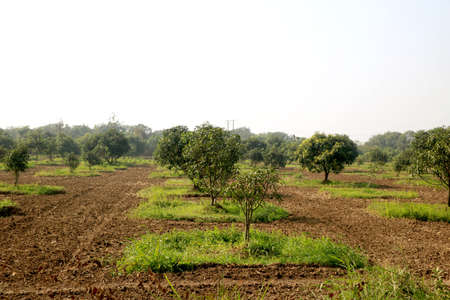 young mango tree and new mango tree plantation farmの写真素材