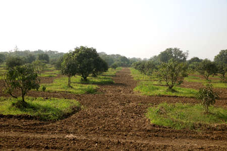 young mango tree and new mango tree plantation farmの写真素材