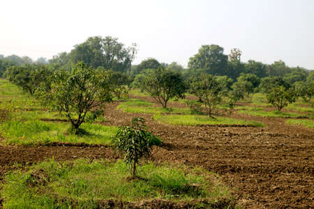 young mango tree and new mango tree plantation farmの写真素材